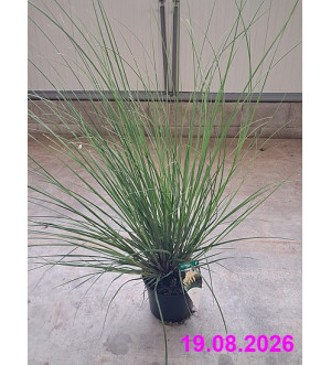 Cortaderia sell. 'Evita' C 5 L